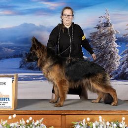 Breezie - German Shepherd