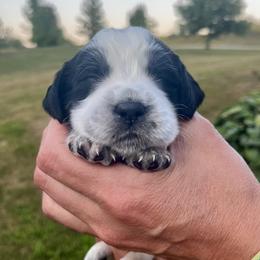 Green collar - Black and white male English Springer Spaniel puppy in Sterling, Michigan from Springerdoodles In MI