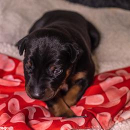 Sky Blue - Black and rust female Doberman Pinscher puppy in Shelby, North Carolina from IronBee Dobermans