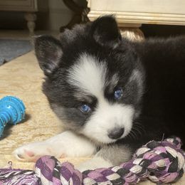 Pomsky Puppies from Pixie Pomsky