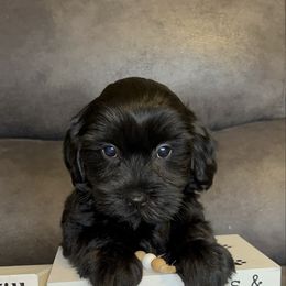 Onyx - Black female Miniature Schnauzer puppy in Stuart, Iowa from Johnson Family Corgis and more