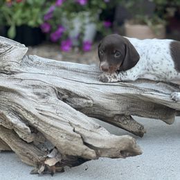 Dachshund Puppies from Penny Huxtable