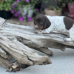 Dachshund Puppies from Penny Huxtable