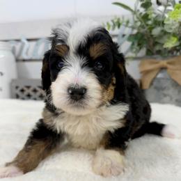 Mr. Confident - Tri-color male Bernedoodle puppy in Hegins, Pennsylvania from Bubbling Springs Doodles, LLC