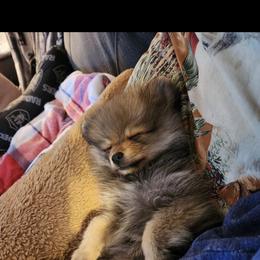 Pomeranian Puppies from Highlander Pomeranians