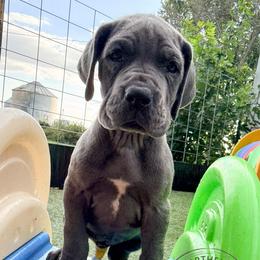 Patty - Blue female Great Dane puppy in Sac City, Iowa from Northern Great Danes of Colorado & Iowa