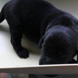 no collar black female - Labrador Retriever puppy in Hilliards, Pennsylvania from Del-Star Kennels
