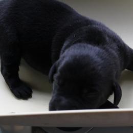 no collar black female - Labrador Retriever puppy in Hilliards, Pennsylvania from Del-Star Kennels