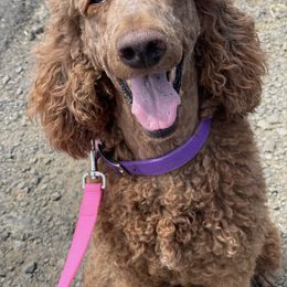 Ariel - Poodle