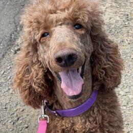 Ariel - Poodle