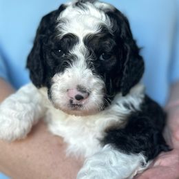 Orange Collar Male - Black and white male Sheepadoodle puppy in Hilton, New York from Finger Lakes Doodles