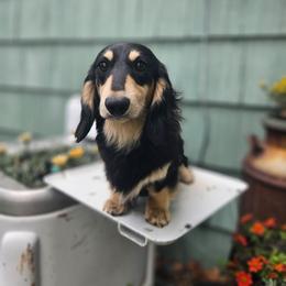 Diesel - Dachshund