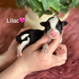 Lilac - Black tri-color female Aussiedoodle puppy in Lancaster, Minnesota from Finney Ranch