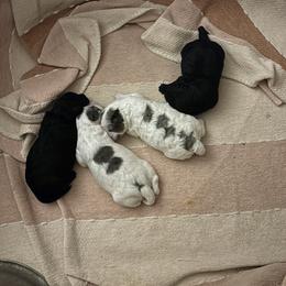 Aussiedoodle puppies from LuckyDoodles