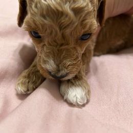 Girl Remi sold - Poodle puppy from Sondra's Miniature Poodles
