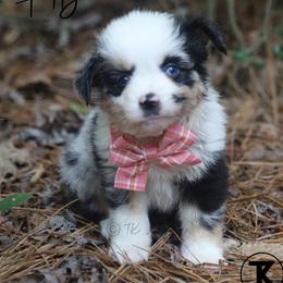 Roxy -BMF1 - Blue merle female Toy Australian Shepherd puppy in Nacogdoches, Texas from TK Standard, Mini, & Toy Aussies