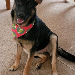 Australian Shepherds and German Shepherds from Zehn Meile Shepherds