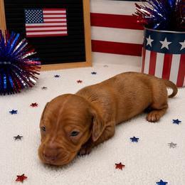 Belle - Dapple female Dachshund puppy in Brandon, Mississippi from A & N Kennels
