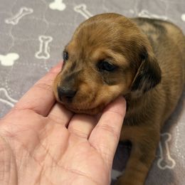 Dottie - Dapple female Dachshund puppy in Raeford, North Carolina from Army of Dachshunds