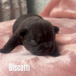 Biscotti - Black and tan female French Bulldog puppy in Galt, California from The three little frenchies