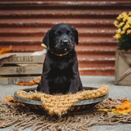 Labrador Retriever Puppies from Prince Labradors