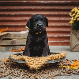 Labrador Retriever Puppies from Prince Labradors