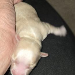 Boy 2 - Cream male Maltipoo puppy in Brooksville, Florida from DeVall Maltipoos