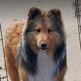 Pembroke Welsh Corgis and Shetland Sheepdogs from Prairie Fen Farm