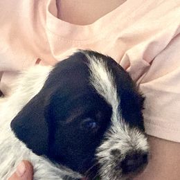 Wirehaired Pointing Griffon Puppies from Twenty-Mile Griffons