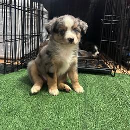 Korry - Blue merle female Miniature Australian Shepherd puppy in Reidsville, North Carolina from Cherry Grove Kennel