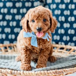 Zach Bryan - Red  male Goldendoodle puppy in Lumberton, Mississippi from SouthernDoodlebug/ Utah Doodlebug