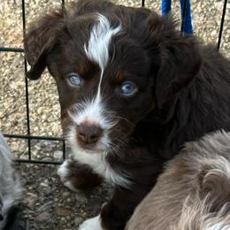 Scout Blues - Red tri-color male Aussiedoodle puppy in Charlestown, Indiana from Forever Aussies and A Doodle