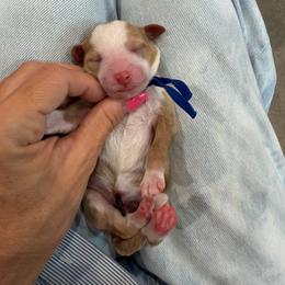 Cola - Red  female Goldendoodle puppy in Macon County, North Carolina from Mountain Doodles