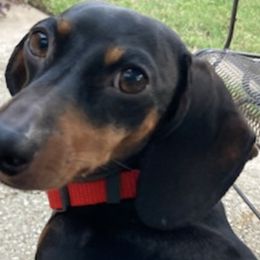 Dachshunds from Individual