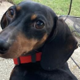 Dachshunds from Individual