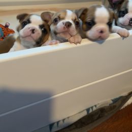 Boston Terrier and French Bulldog Puppies from Angie's Little Bostons And Frenchies