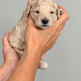 Gravy - Cream male Goldendoodle puppy in O'fallon, Missouri from Rockin R Doodles
