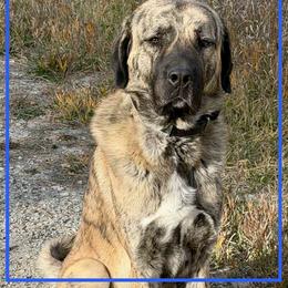 Anatolian Shepherd Dog All Grown Up from Fyne Acres