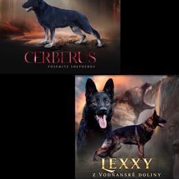 Vexa - Black female German Shepherd puppy in Coarsegold, California from Yosemite Shepherds