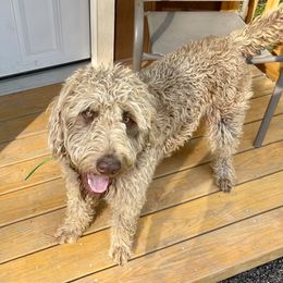 Hunter - Labradoodle