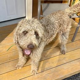 Hunter - Labradoodle