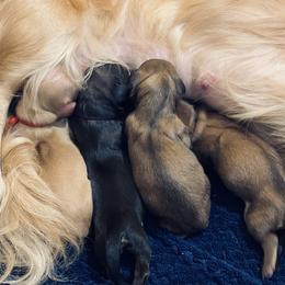 Dachshund Puppies from Northwest Dachshunds