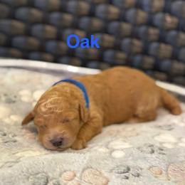 Oak - Apricot male Poodle puppy in Union Grove, Alabama from Beltane Bonnies
