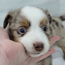 MONTANA (Grey) - Red merle female Toy Australian Shepherd puppy in Norwood, Missouri from Looney Farm’s Toy & Mini Aussies