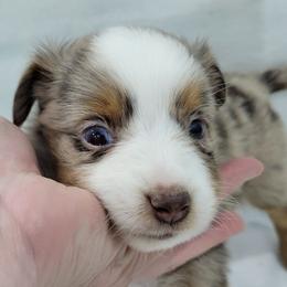 MONTANA (Grey) - Red merle female Toy Australian Shepherd puppy in Norwood, Missouri from Looney Farm’s Toy & Mini Aussies