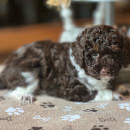 Hershey - Parti male Poodle puppy in Nixa, Missouri from Foxtrot Farm Poodles