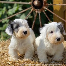 Scottish Terrier and Sealyham Terrier Puppies from Afterglow Kennels, LLC