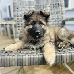 German Shepherd Puppies from Wehrhaus German Shepherds