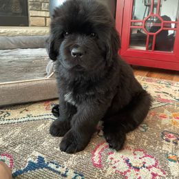 Newfoundland Puppies from Cape Fear Newfoundlands