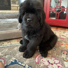 Newfoundland Puppies from Cape Fear Newfoundlands